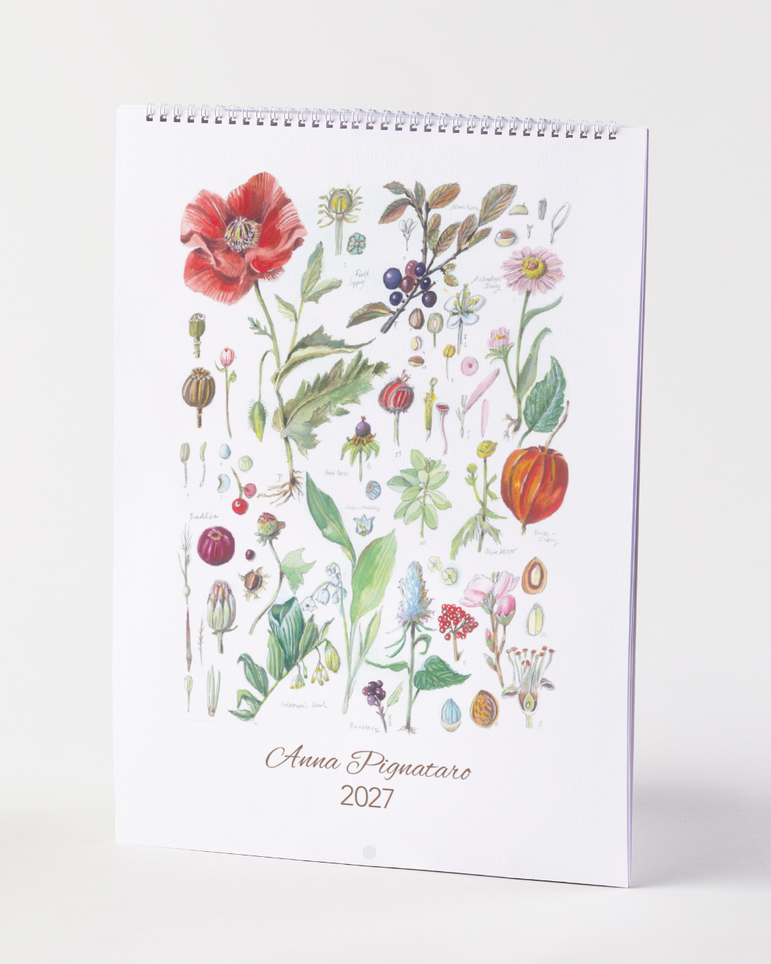 2027 Anna Pignataro Calendar by Nuovo Group