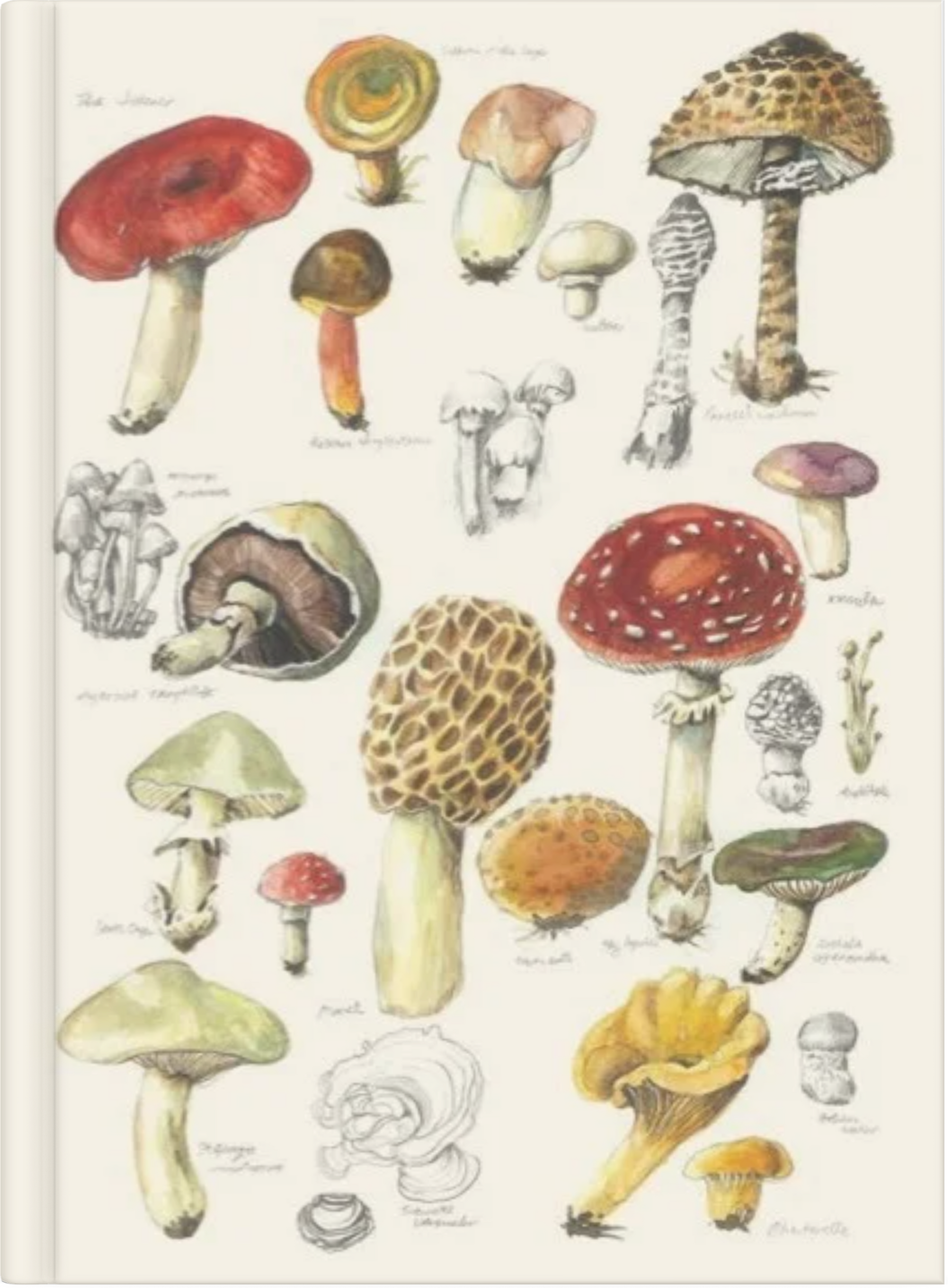 Mushroom Edit by Nuovo Group x Anna Pignataro